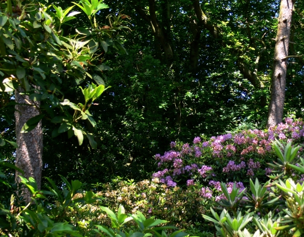 Bois des Moutiers (108) Juin 2012